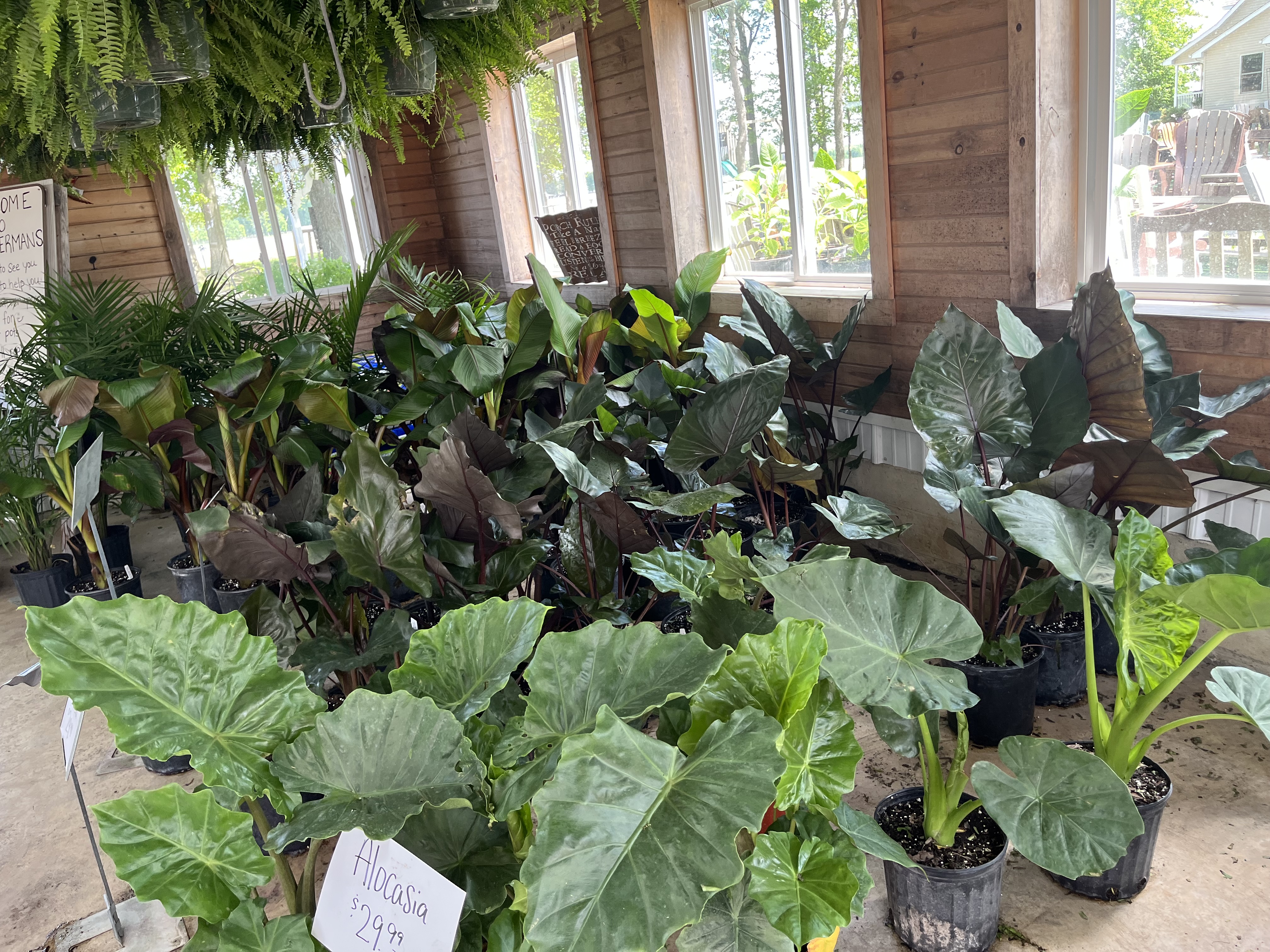Garden photo